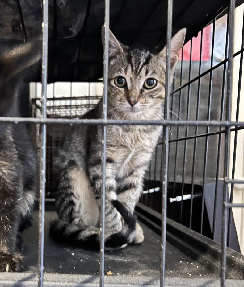 Enlarge Nana, a Adoptable Tabby in Philadelphia, PA image 3/3