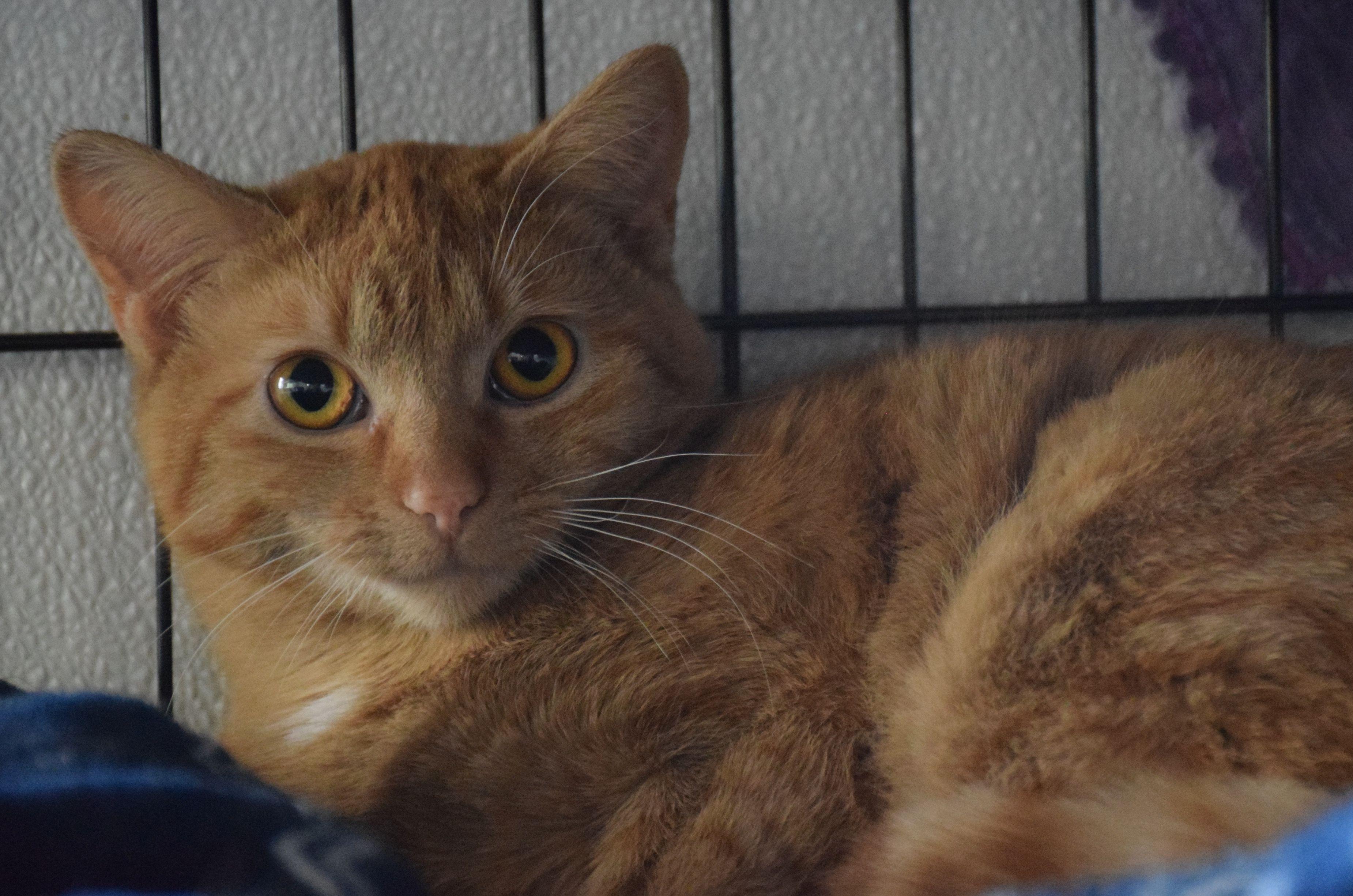 Ginny, ADOPTABLE, Adult Female Tabby.