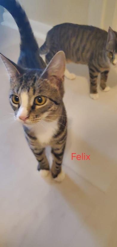 Felix — thumbnail 3