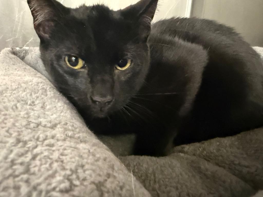 Panther, a Adoptable mixed breed in La Porte, IN image 2/2