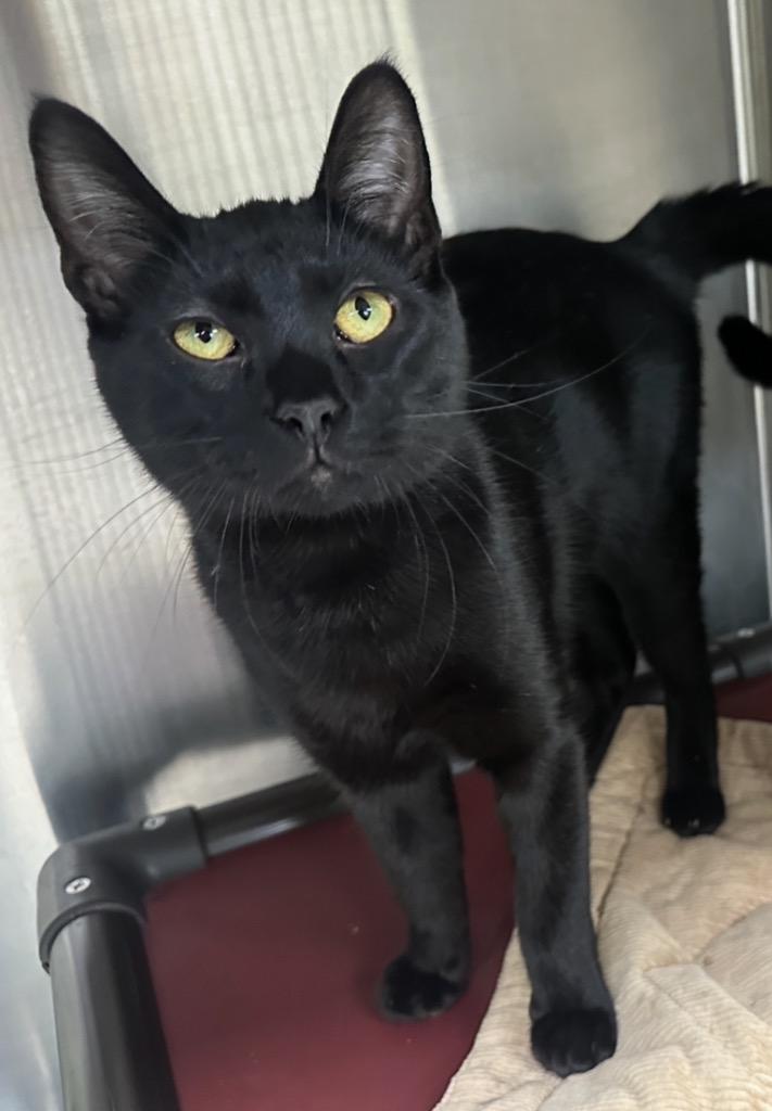 Panther, Adoptable, Young Male Domestic Short Hair.