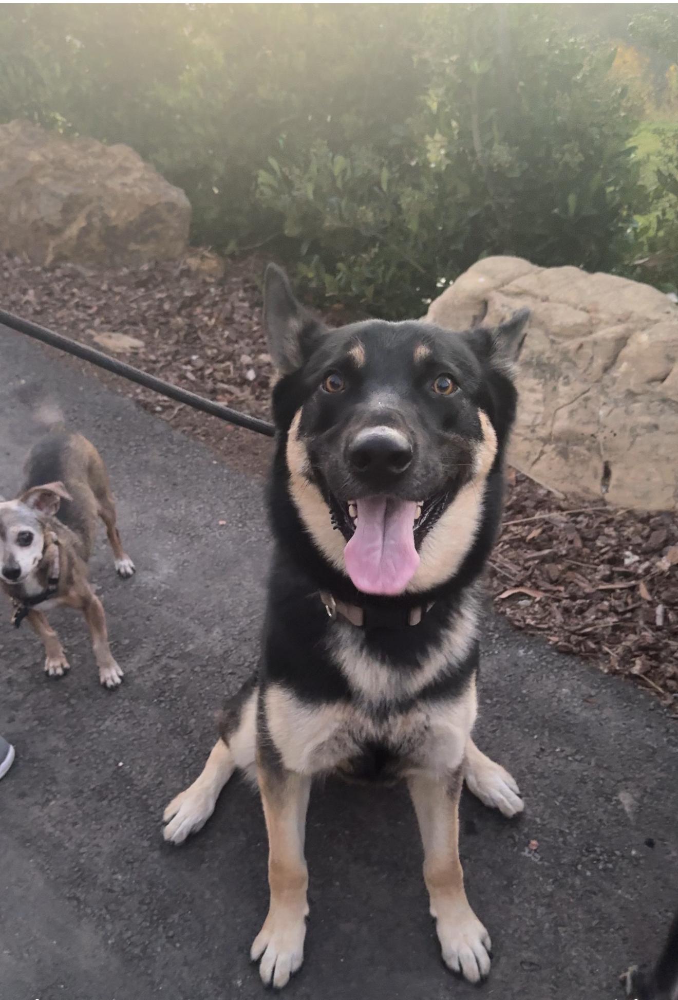 Enlarge Honey, a Adoptable German Shepherd Dog in Malibu, CA image 3/6