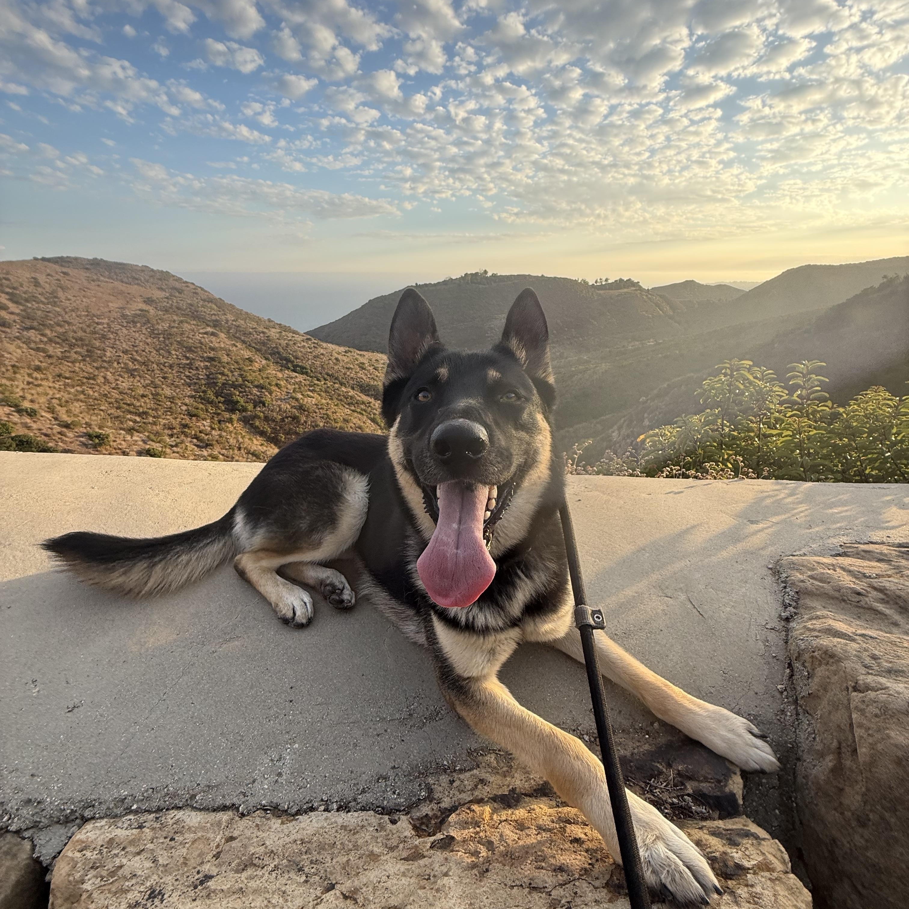 Enlarge Honey, a Adoptable German Shepherd Dog in Malibu, CA image 5/6