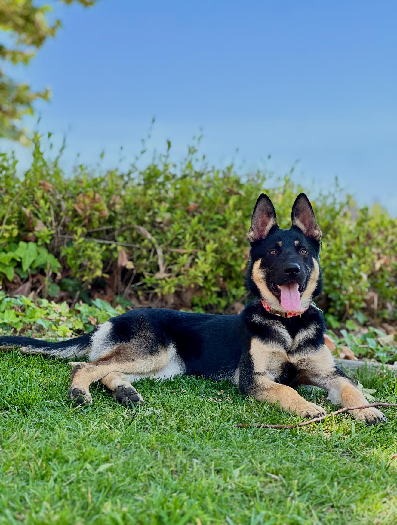 Enlarge Honey, a Adoptable German Shepherd Dog in Malibu, CA image 2/6