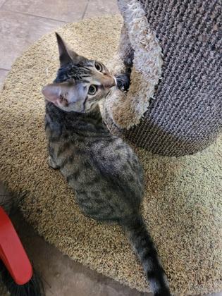 Enlarge Briggs, a Adoptable Domestic Short Hair in New Freedom, PA image 1/3