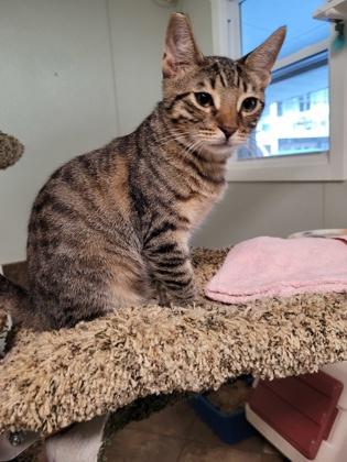 Enlarge Briggs, a Adoptable Domestic Short Hair in New Freedom, PA image 2/3