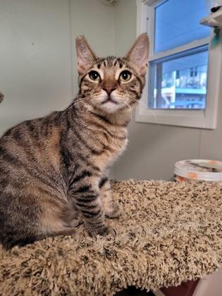 Enlarge Briggs, a Adoptable Domestic Short Hair in New Freedom, PA image 3/3