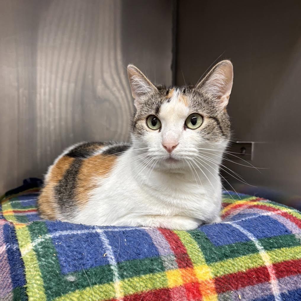 Cali, ADOPTABLE, Adult Female Domestic Short Hair.