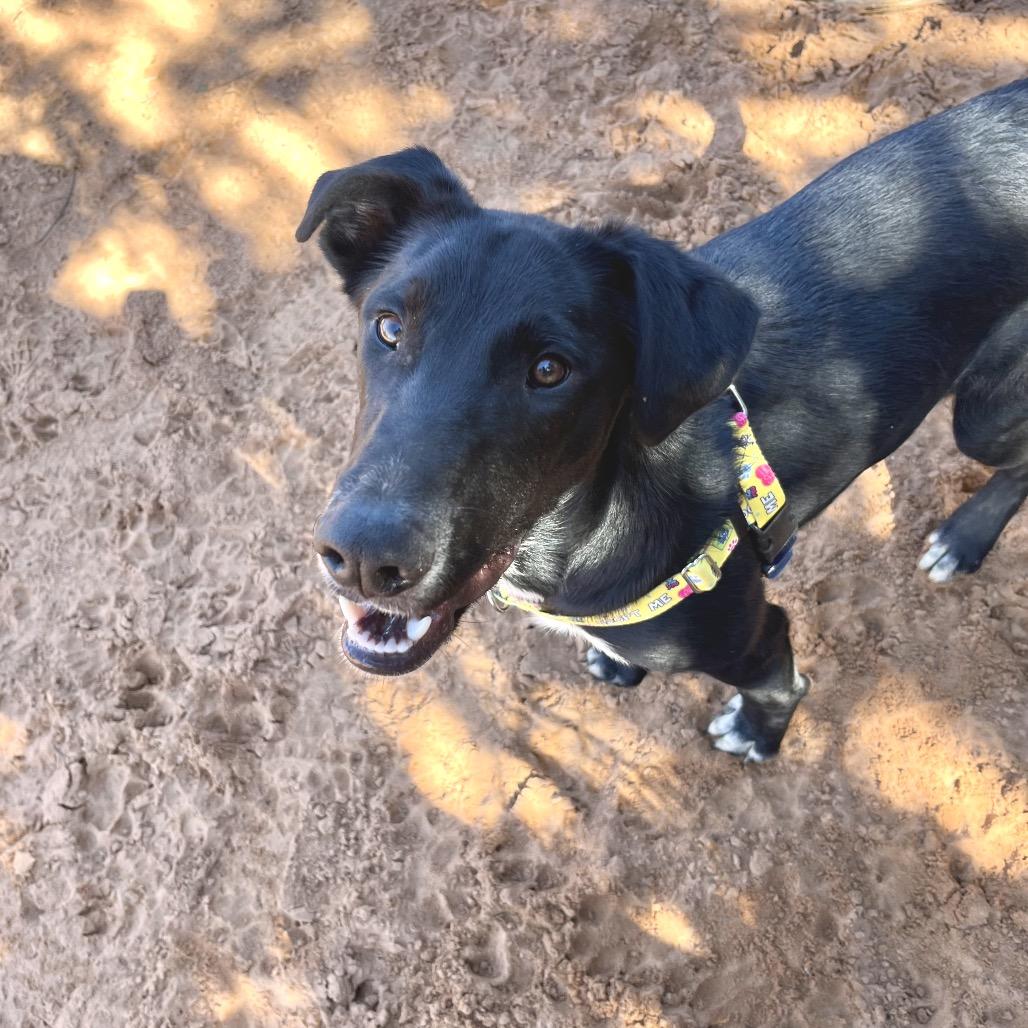 Dobby — thumbnail 3