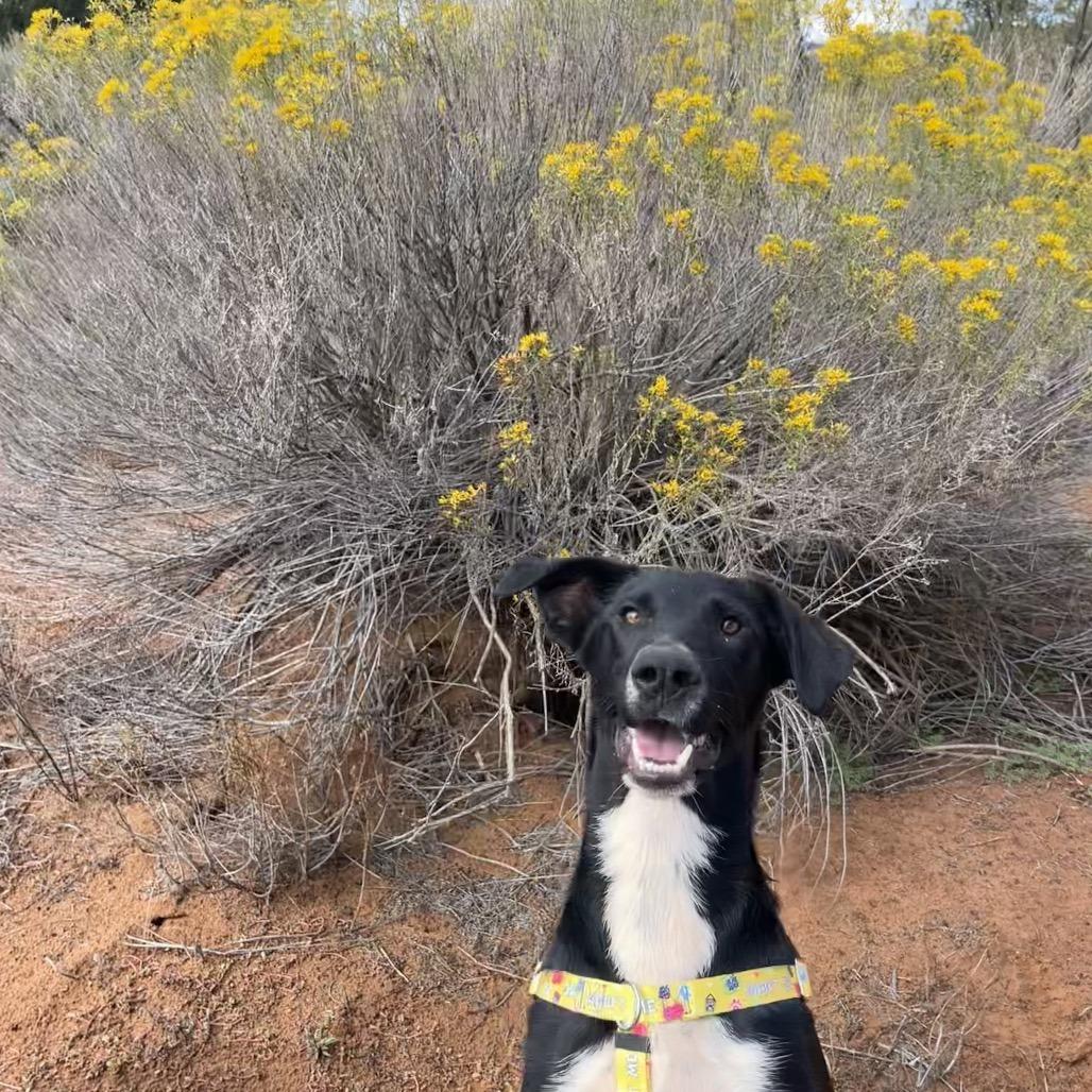 Dobby — thumbnail 4