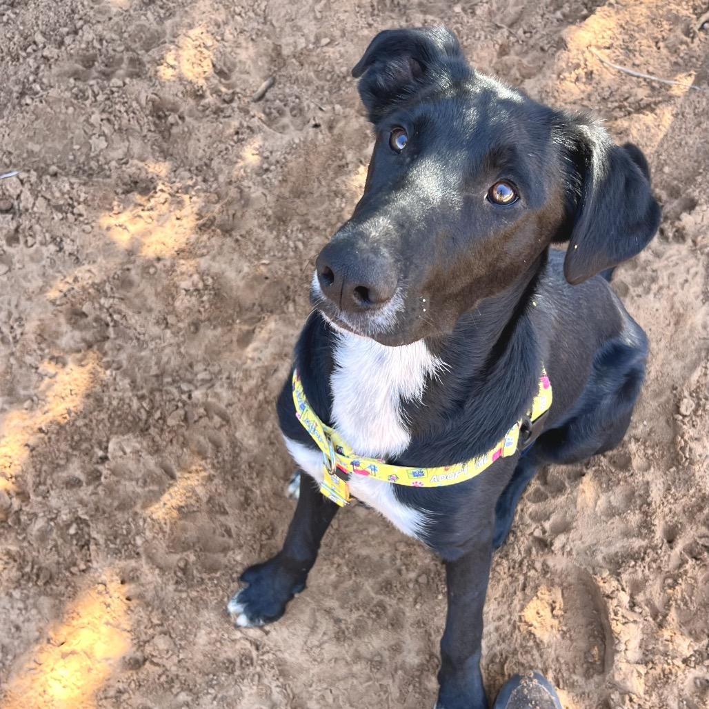 Dobby — thumbnail 6