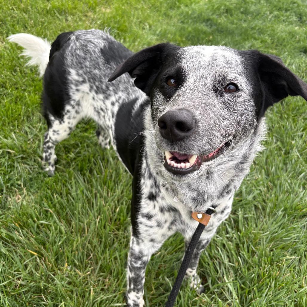 Enlarge OJ (Leo, a Adoptable Cattle Dog in St Joseph, MO image 1/2
