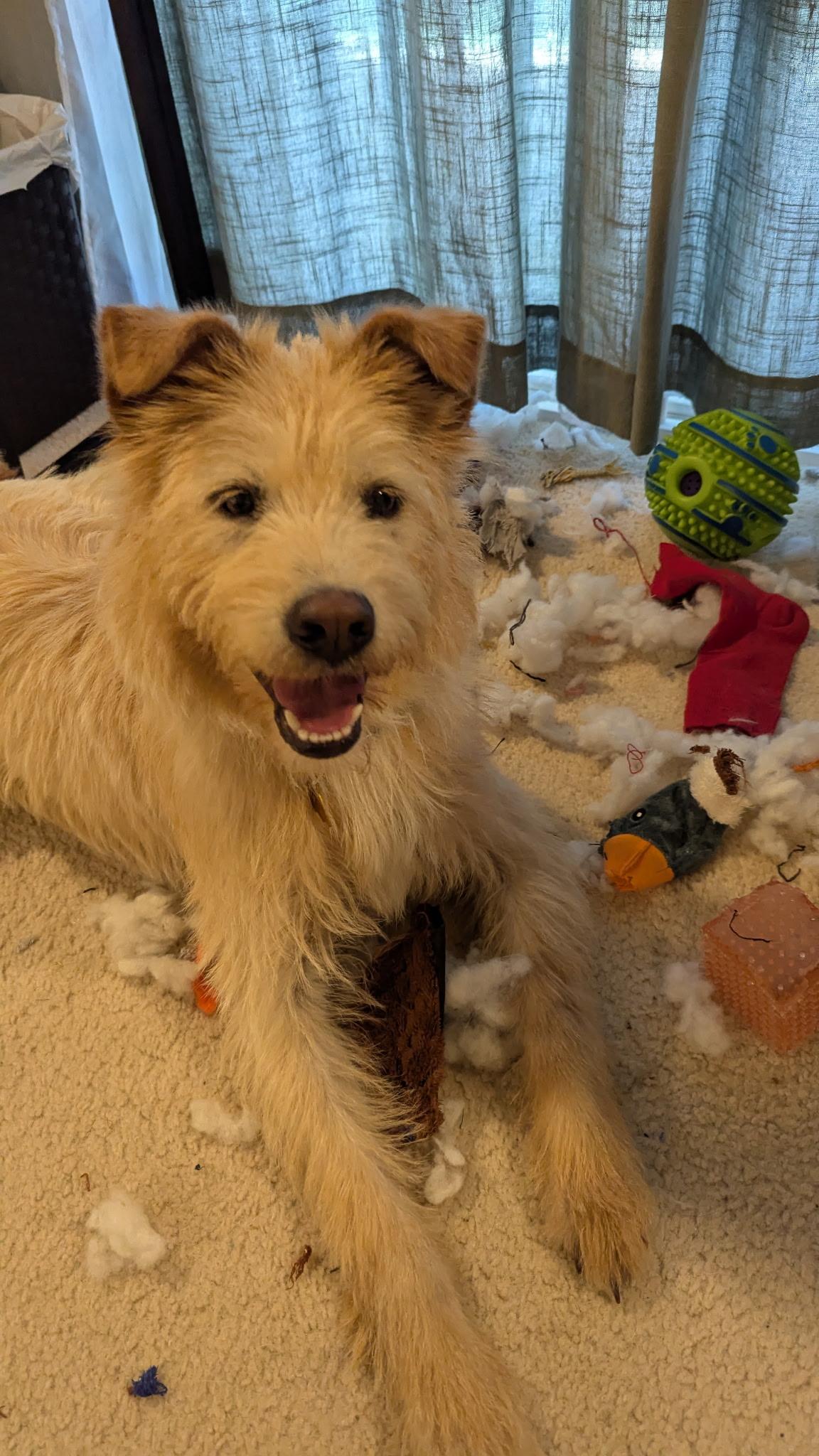 Jeota, Adopted, Adult Male Terrier.