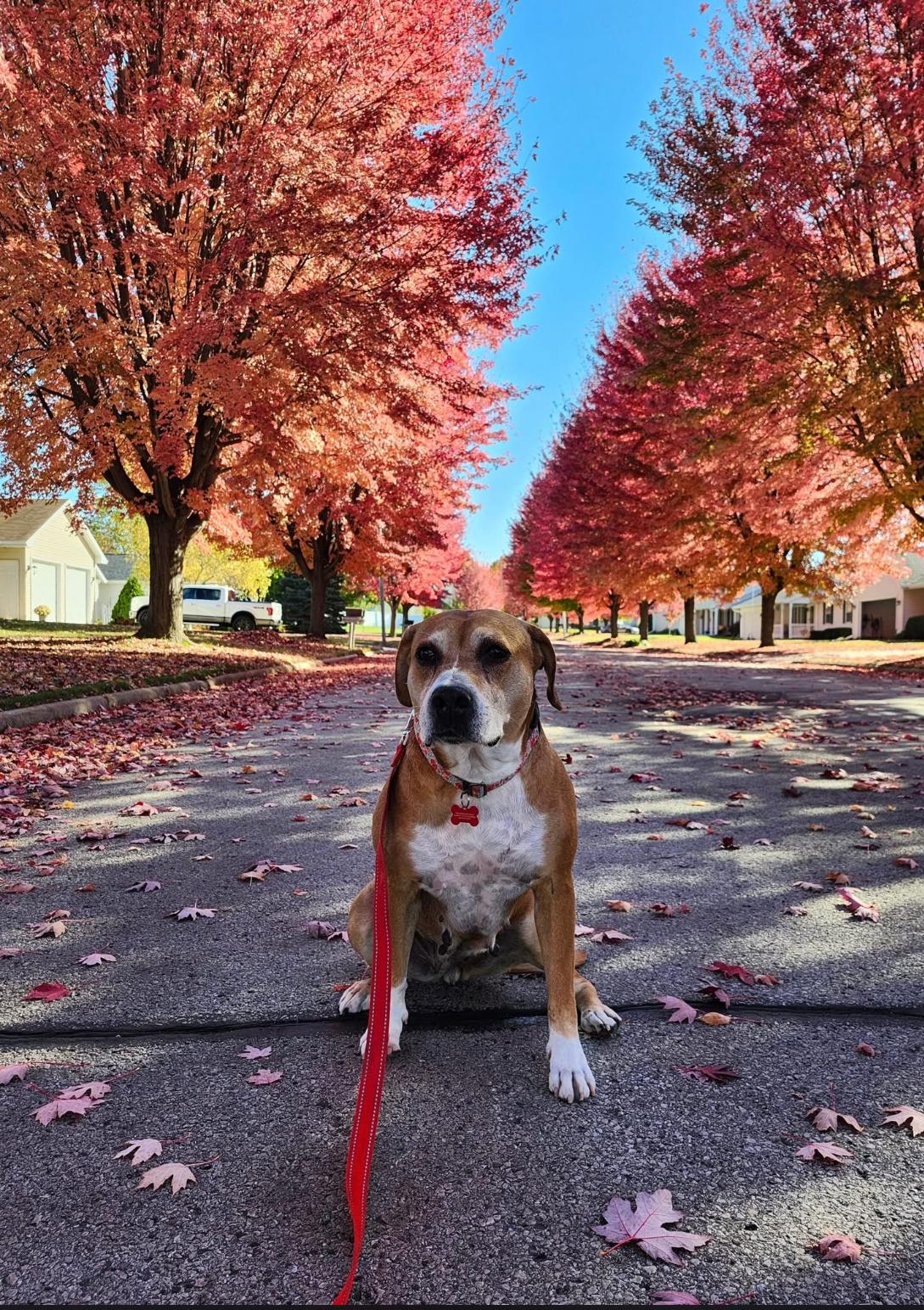 Poppy, a Adoptable mixed breed in Whitewater, WI image 2/6