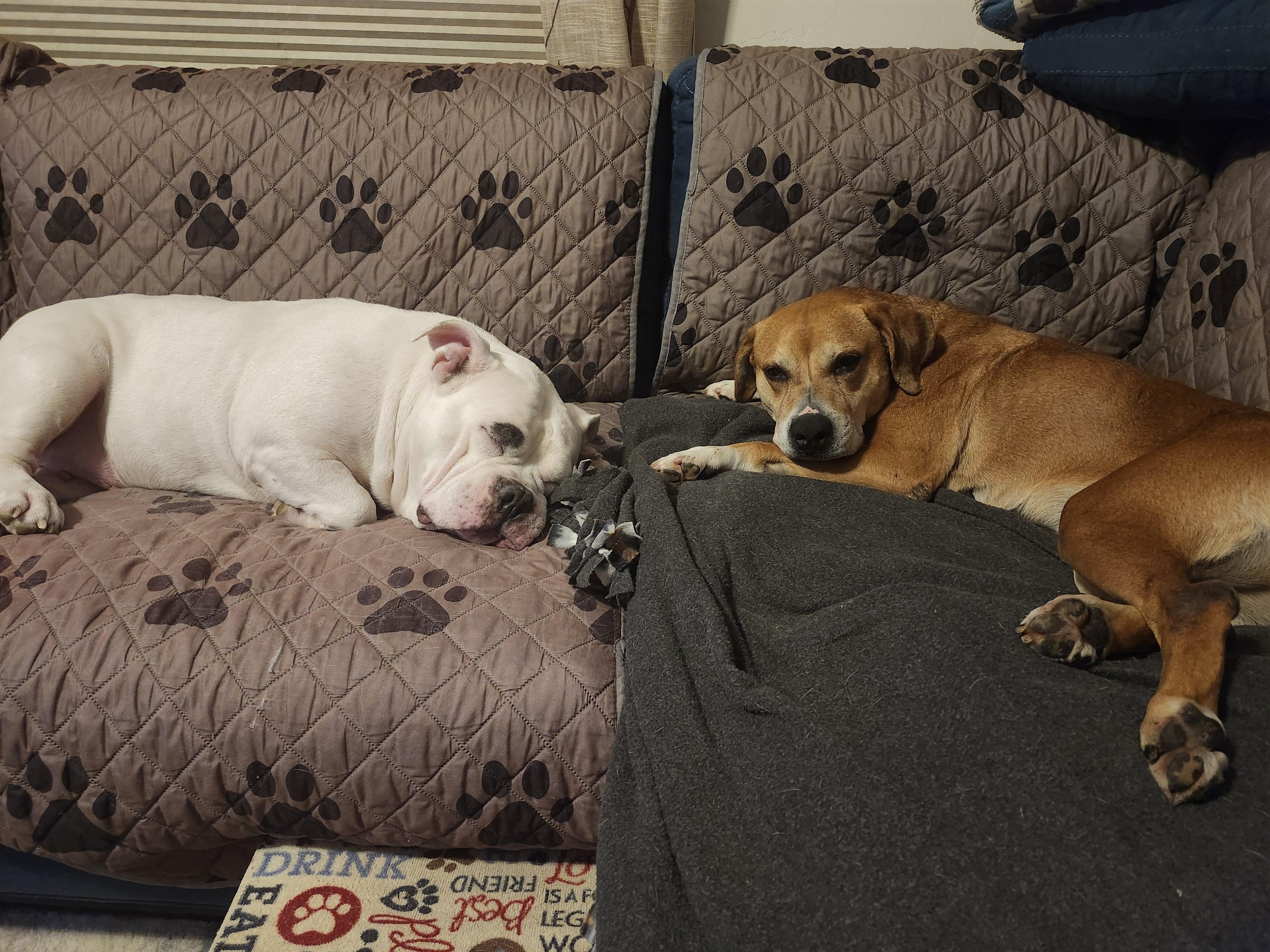 Poppy, a Adoptable mixed breed in Whitewater, WI image 6/6