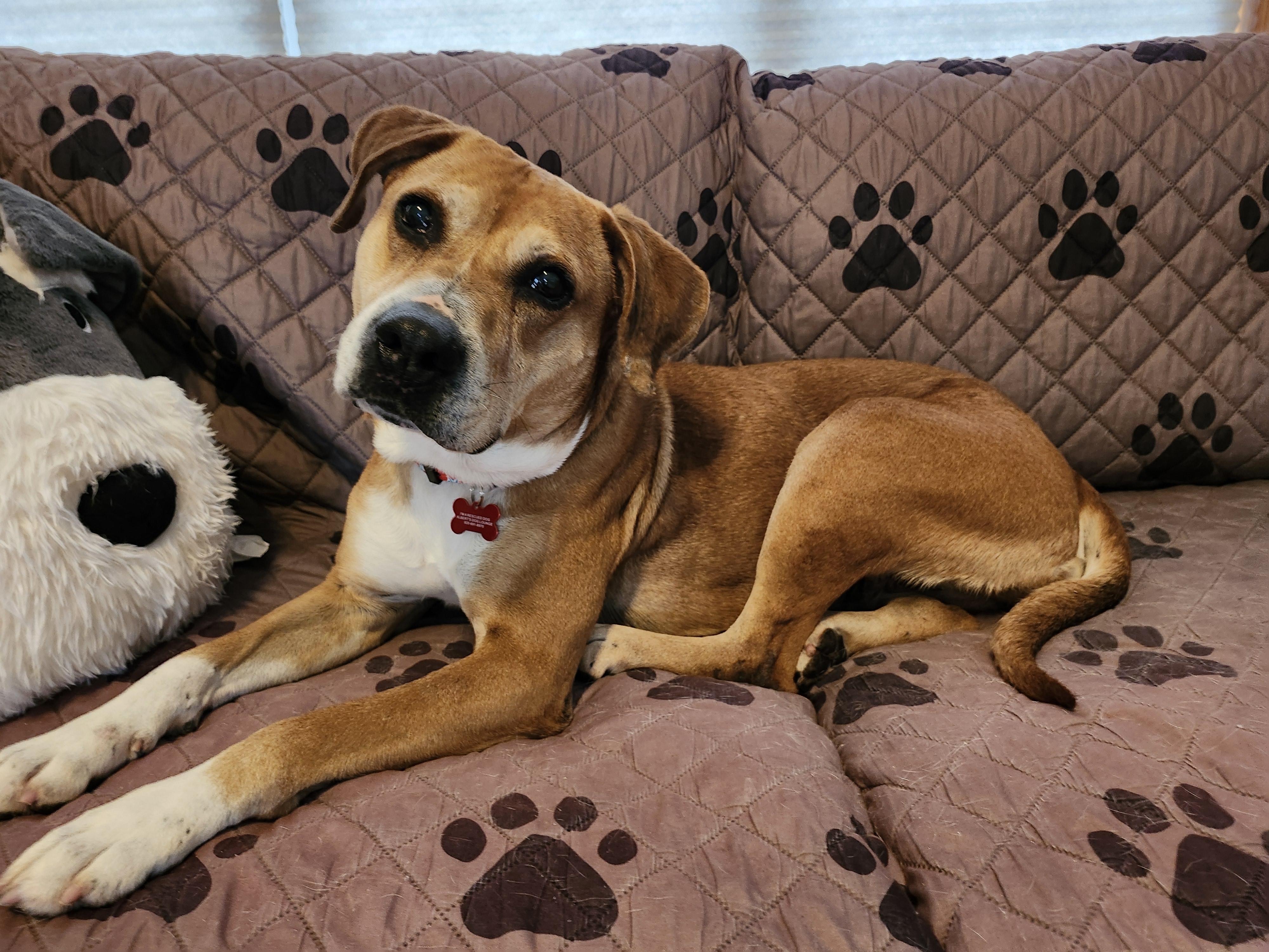 Poppy, a Adoptable mixed breed in Whitewater, WI image 5/6