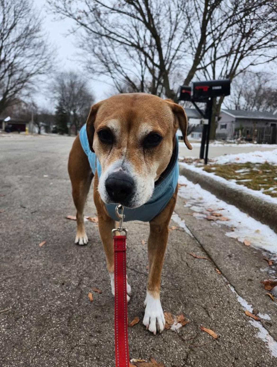 Poppy, a Adoptable mixed breed in Whitewater, WI image 4/6