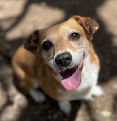 Crowley, Adoptable, Senior Male Chiweenie & Jack Russell Terrier.