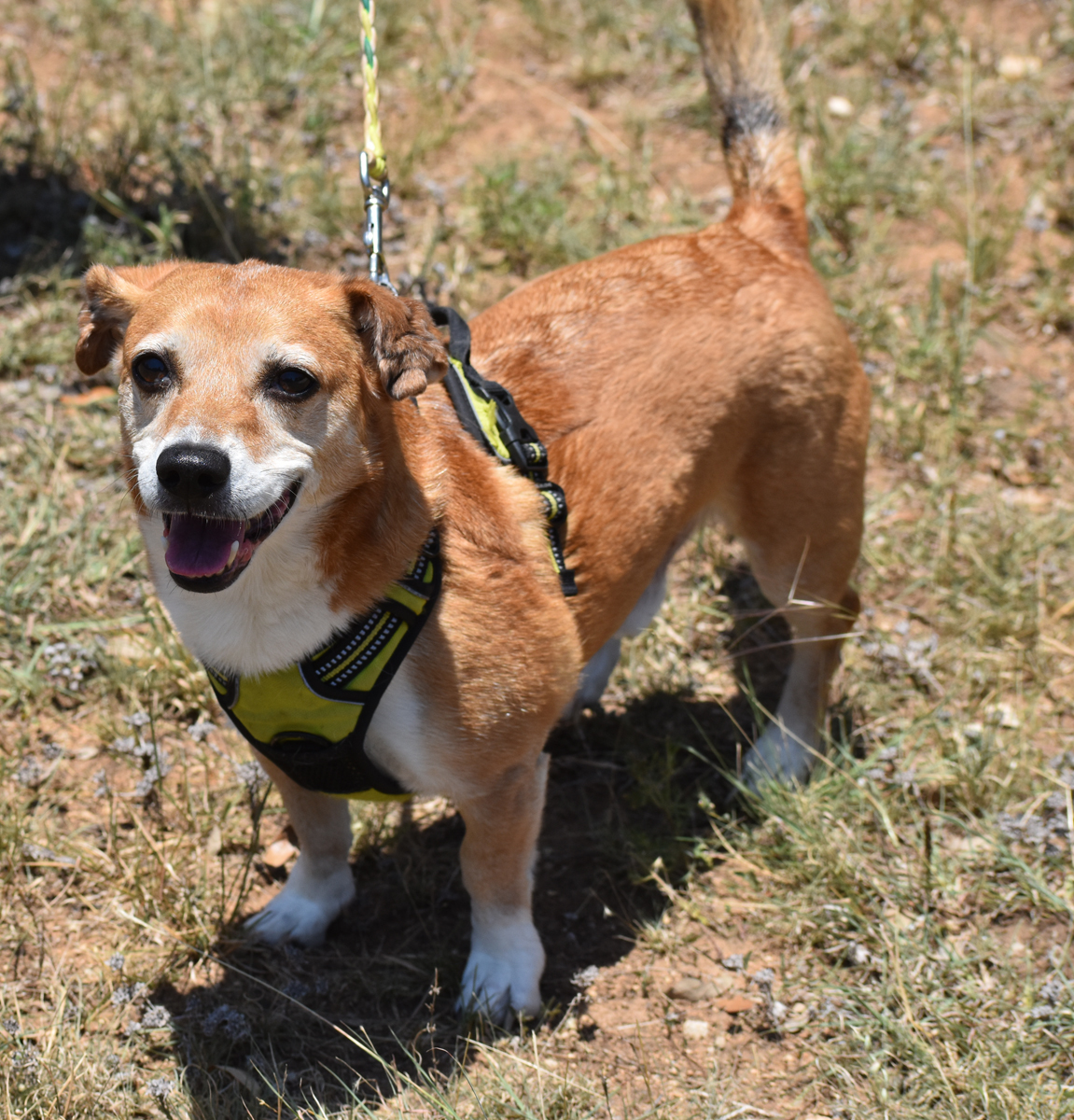 Crowley, a Adoptable mixed breed in Georgetown, TX image 6/6