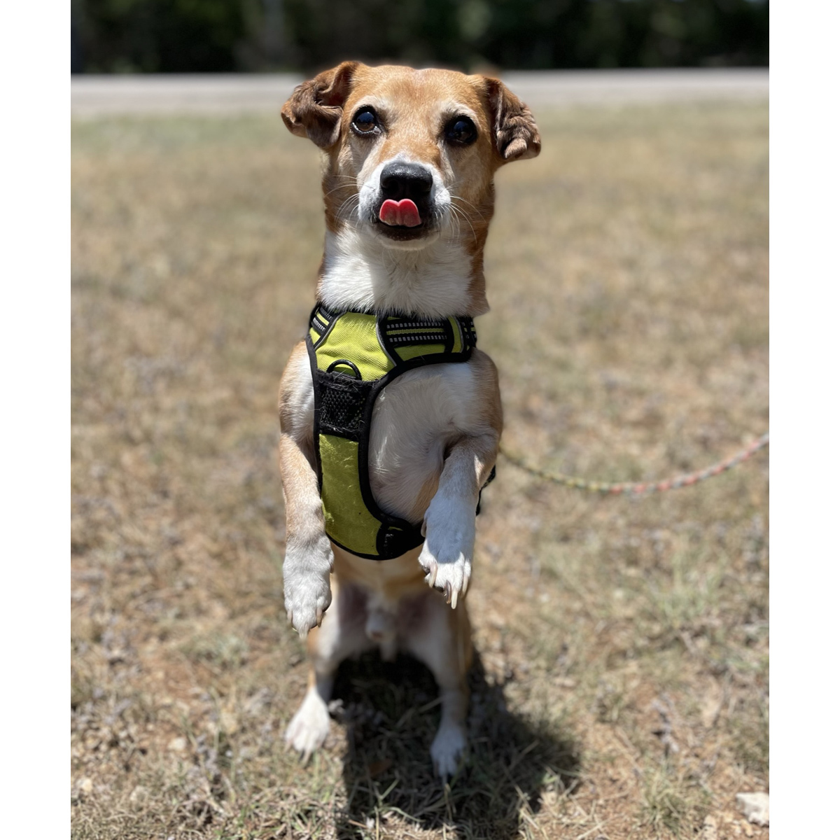 Crowley, a Adoptable mixed breed in Georgetown, TX image 5/6