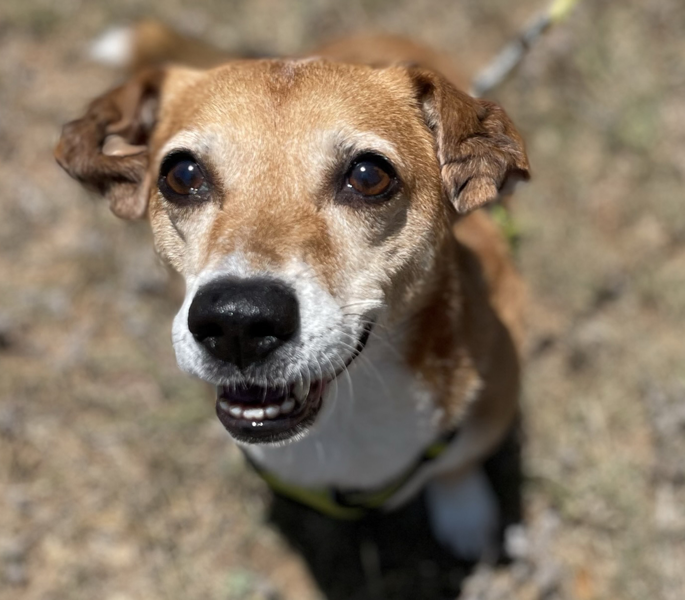 Crowley, a Adoptable mixed breed in Georgetown, TX image 4/6