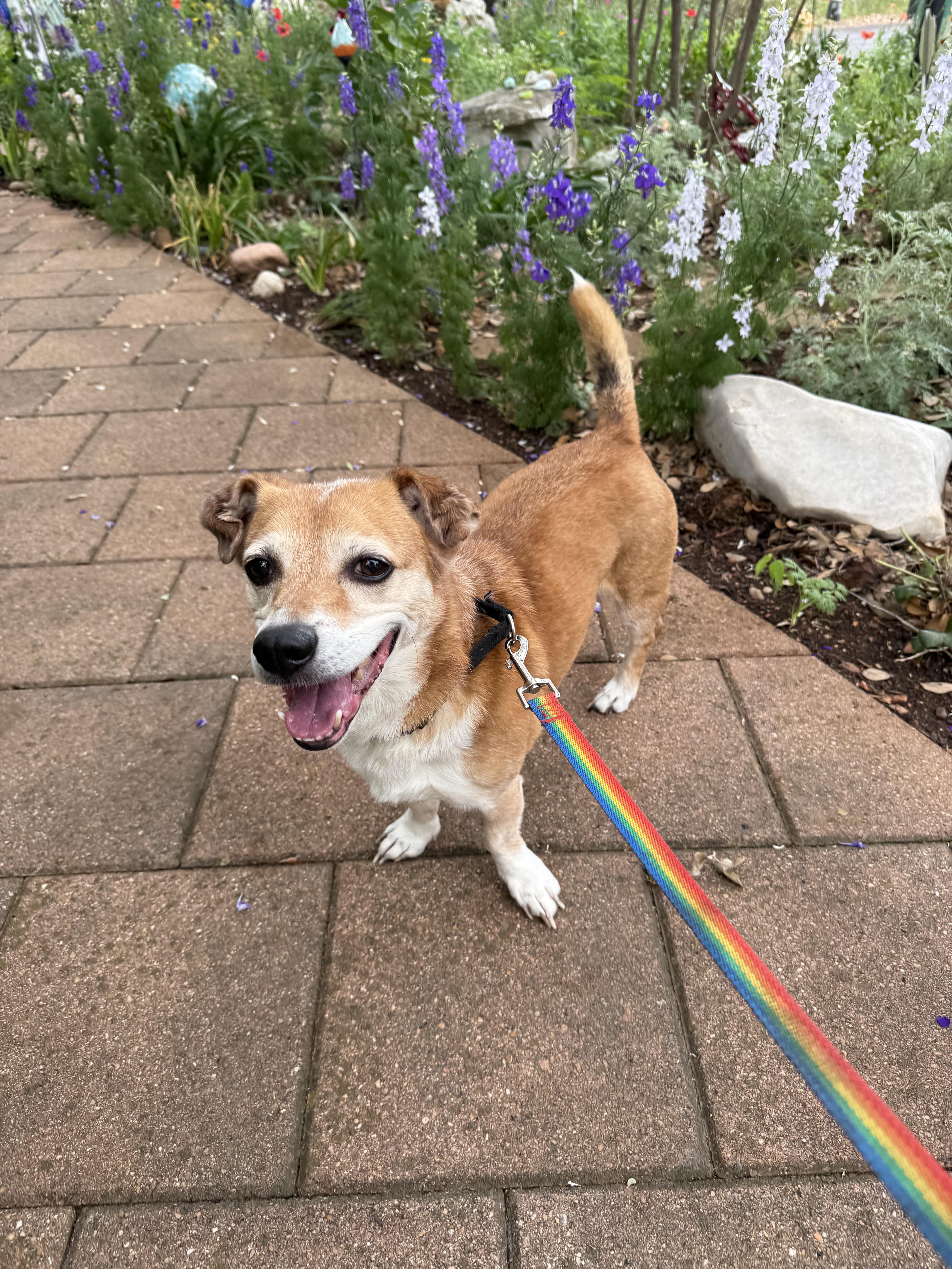 Crowley, a Adoptable mixed breed in Georgetown, TX image 3/6