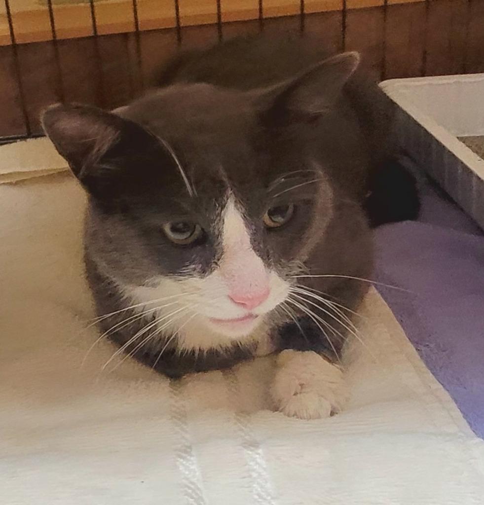 Enlarge Norman, a ADOPTABLE Domestic Short Hair in Tomah, WI image 2/2
