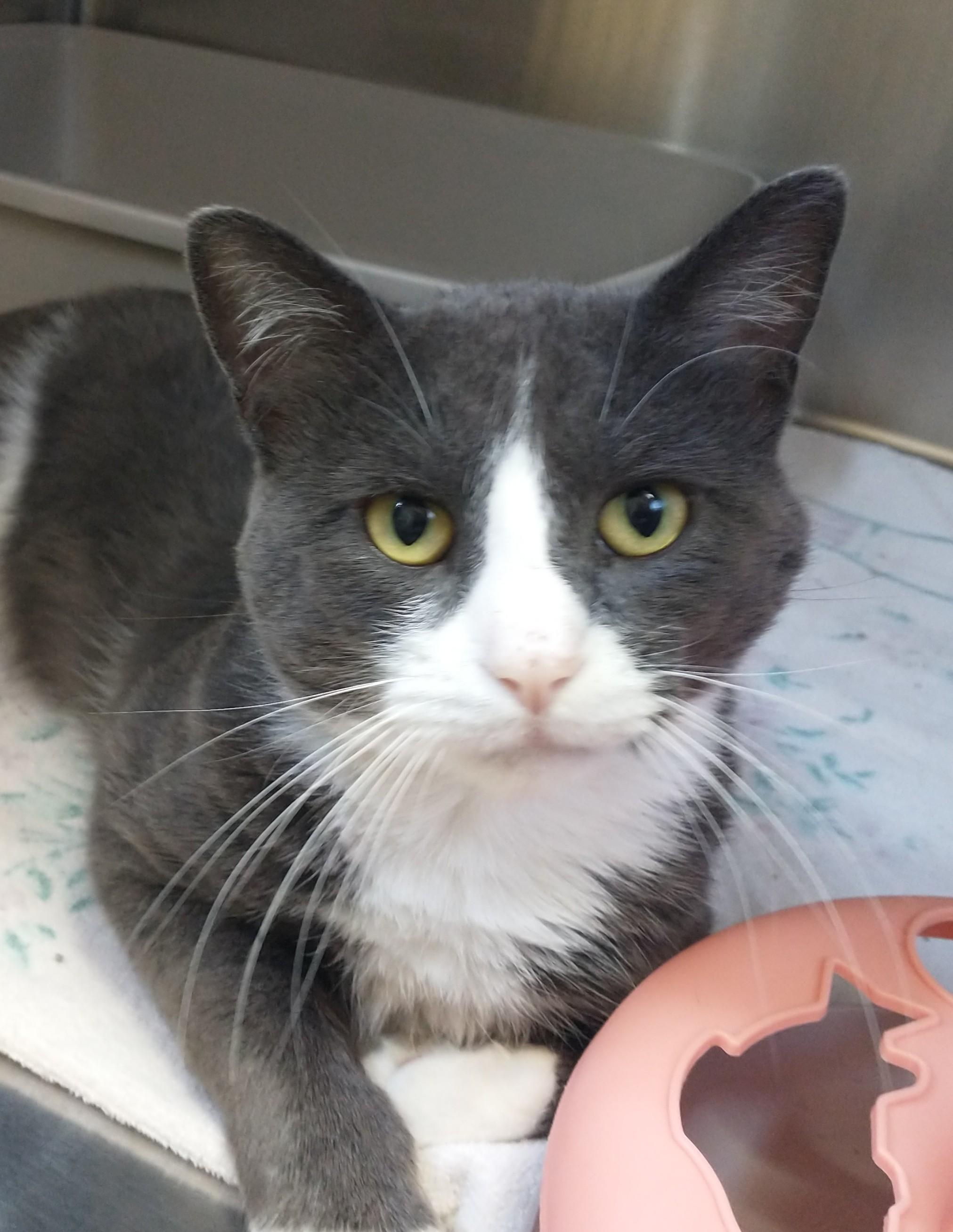 Enlarge Norman, a ADOPTABLE Domestic Short Hair in Tomah, WI image 1/2