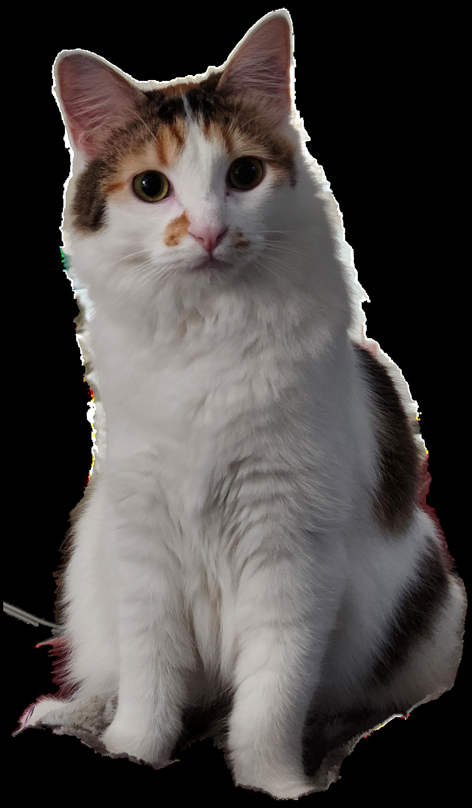 Enlarge Lola, a Adoptable Domestic Long Hair in Davis, CA image 2/3