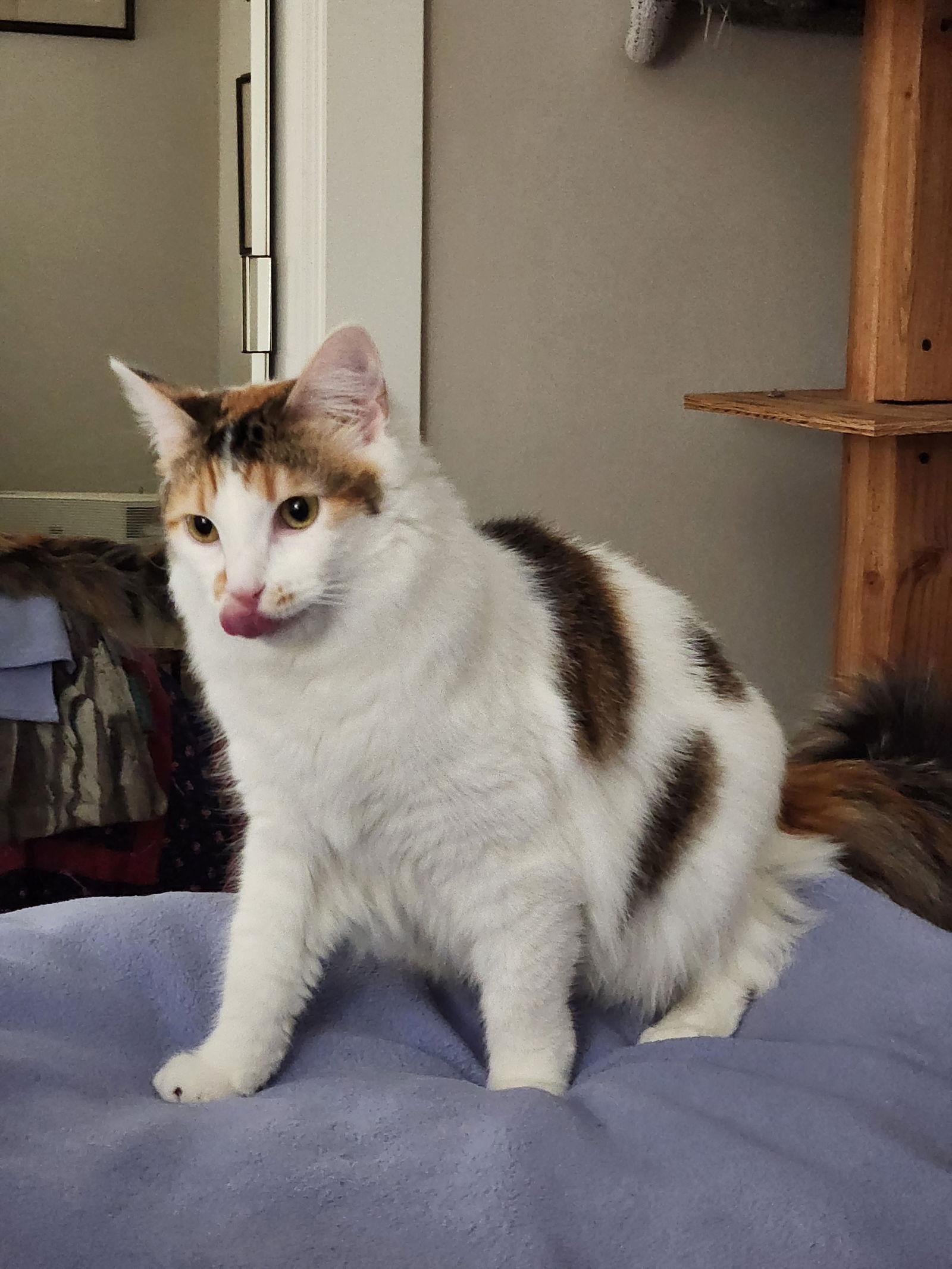 Enlarge Lola, a Adoptable Domestic Long Hair in Davis, CA image 3/3