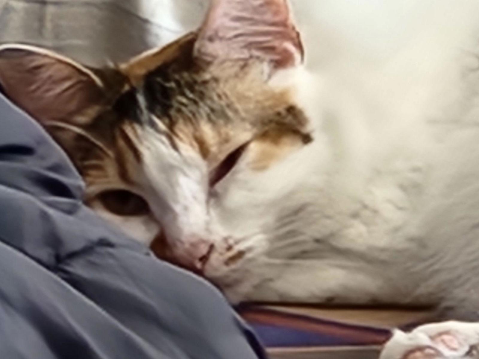 Lola, Adoptable, Adult Female Domestic Long Hair & Calico.