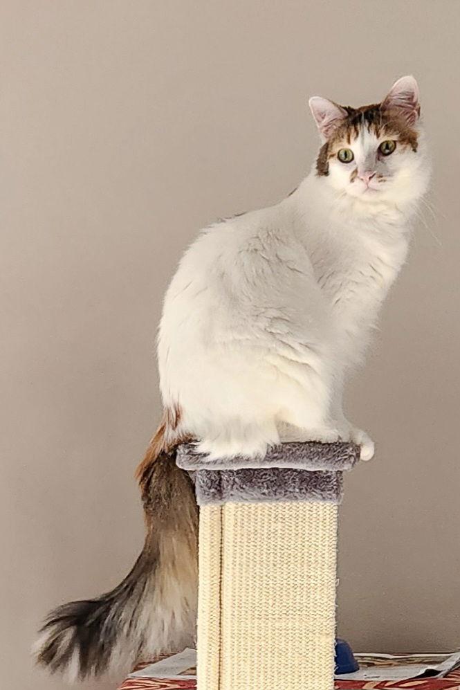 Enlarge Lola, a Adoptable Domestic Long Hair in Davis, CA image 3/3