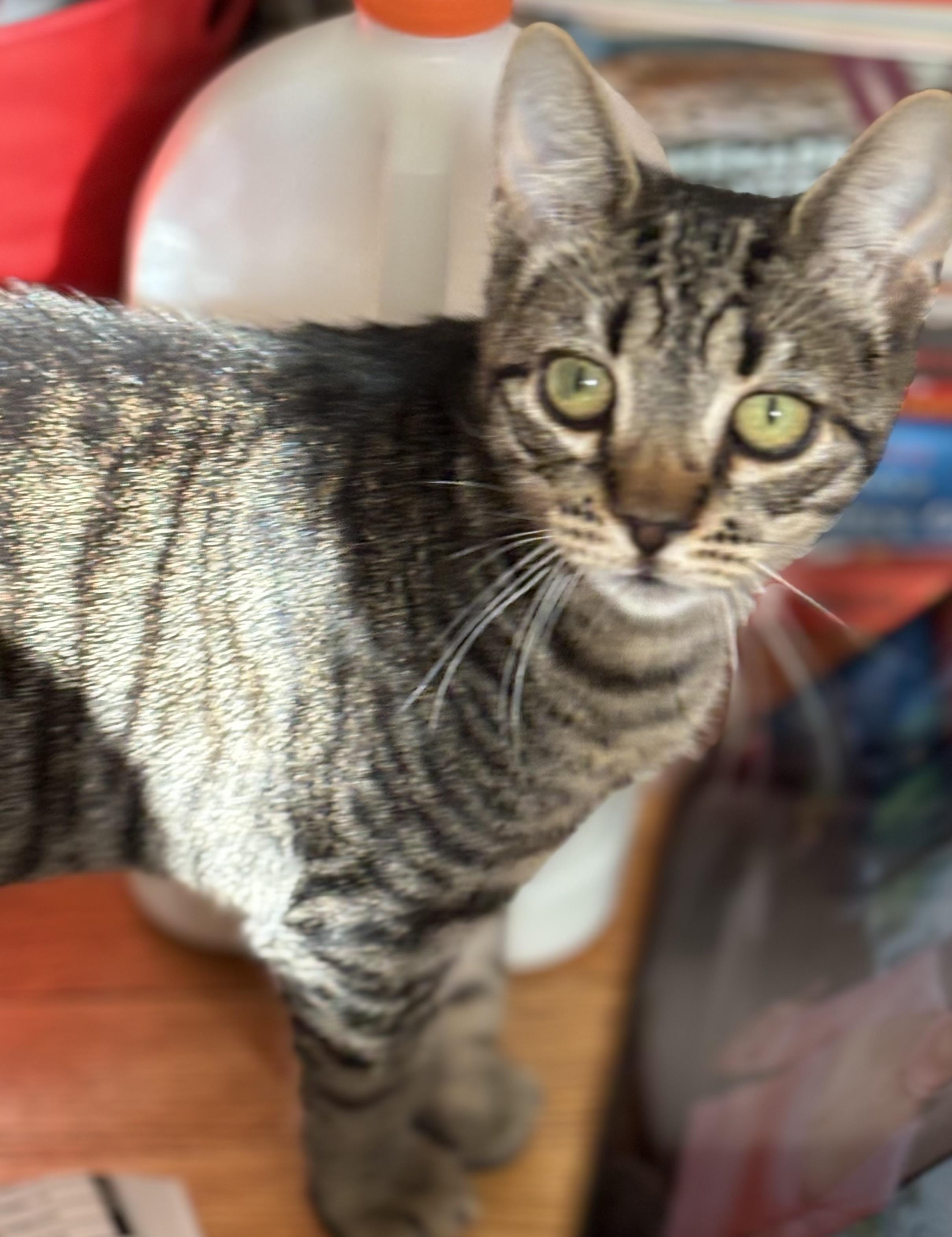 Enlarge Curly Fry, a Adoptable Domestic Short Hair in Ardsley, NY image 1/2