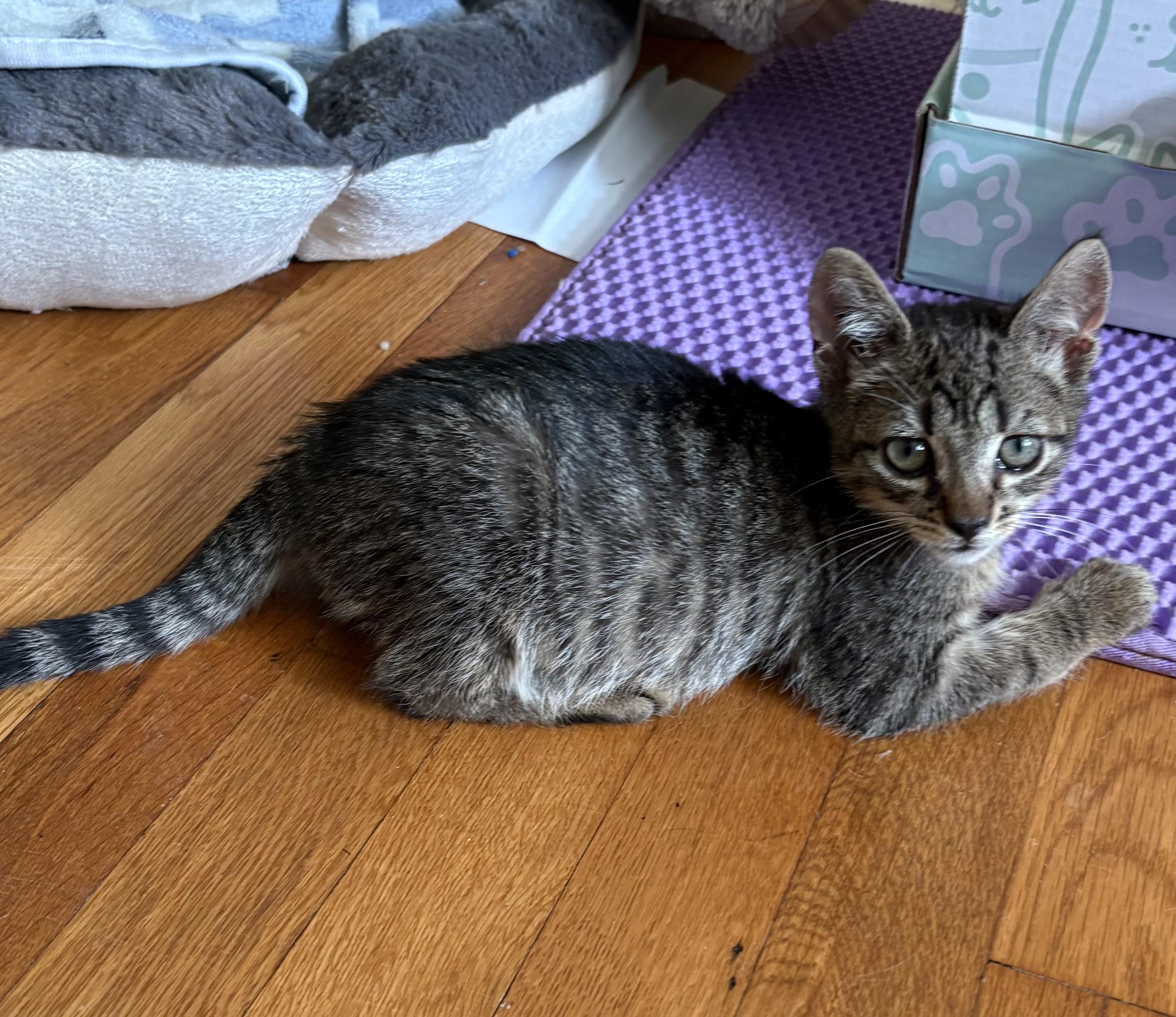 Curly Fry Domestic Short Hair Cat