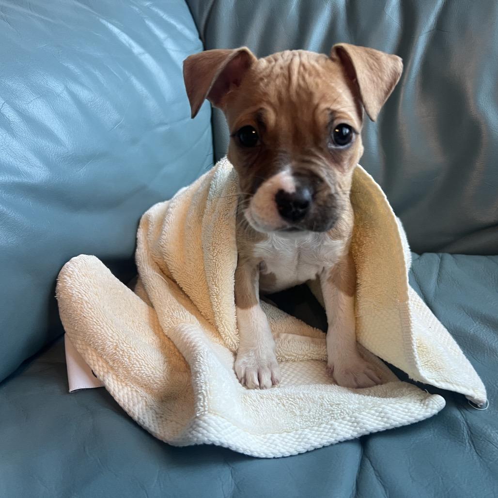 Chase — thumbnail 2