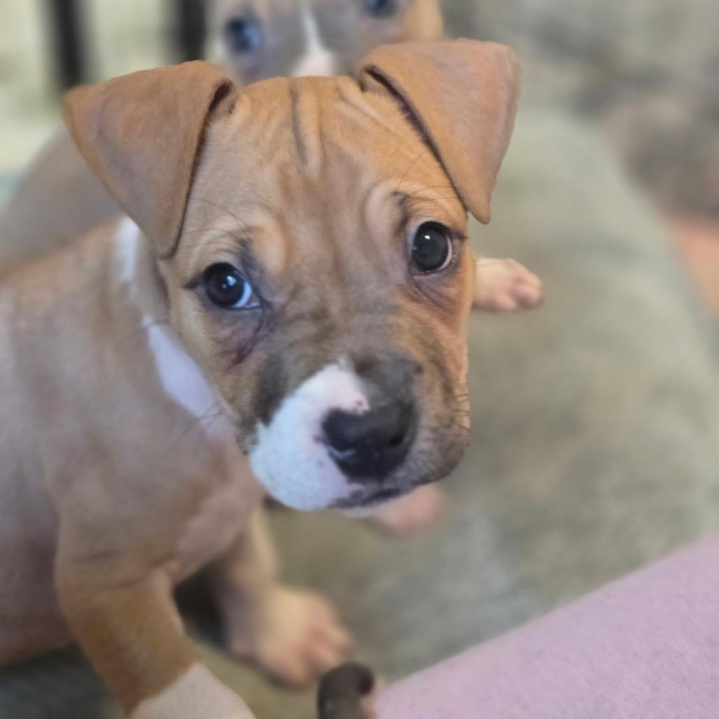 Chase — thumbnail 3