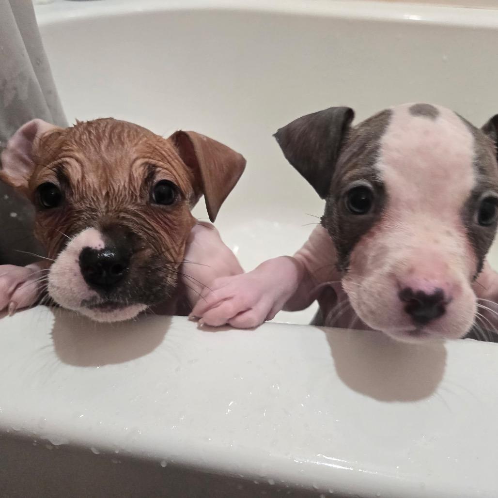 Chase — thumbnail 4