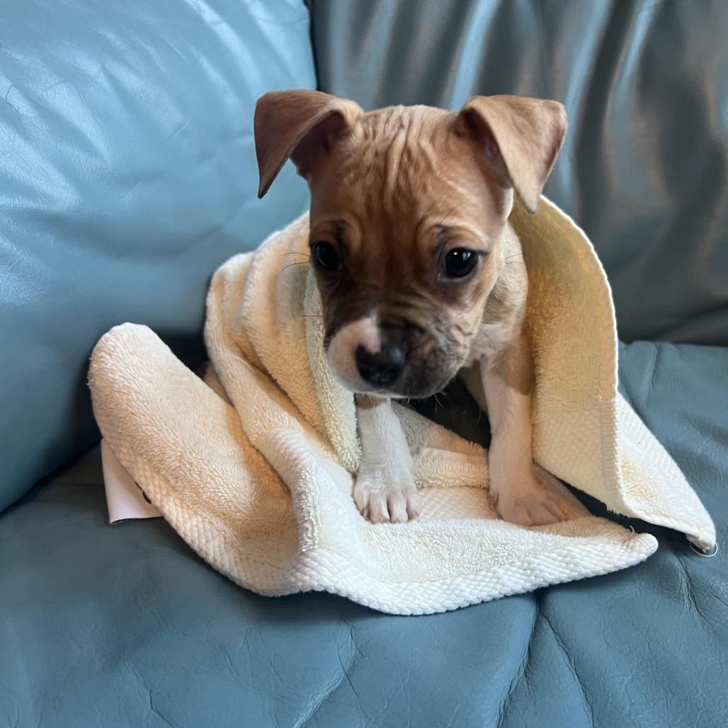 Chase — thumbnail 5