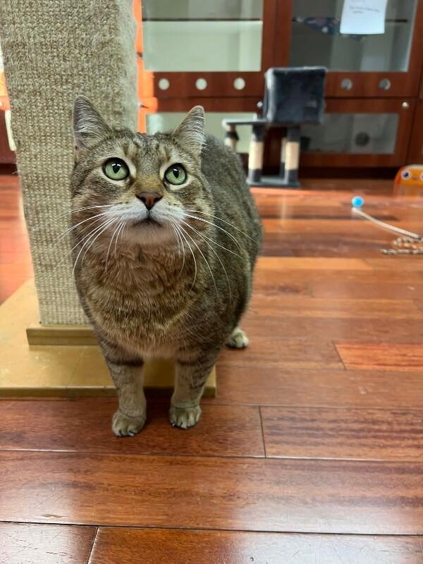 Serenity, Adoptable, Adult Female Domestic Short Hair.