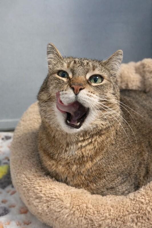 Enlarge Serenity, a Adoptable Domestic Short Hair in North Babylon, NY image 2/6