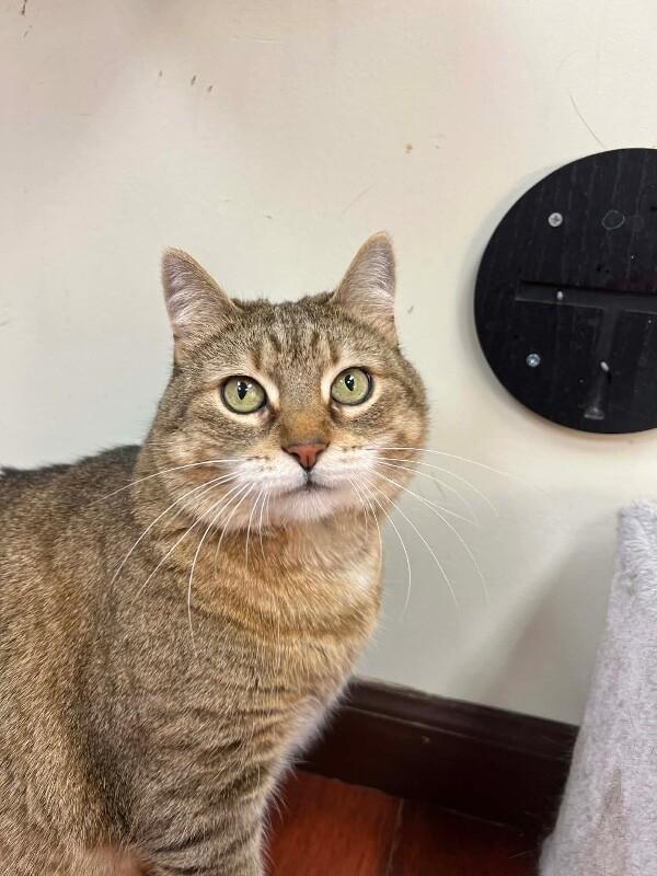 Enlarge Serenity, a Adoptable Domestic Short Hair in North Babylon, NY image 3/6