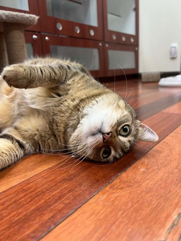 Enlarge Serenity, a Adoptable Domestic Short Hair in North Babylon, NY image 4/6