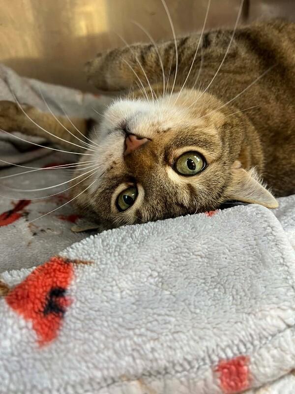 Enlarge Serenity, a Adoptable Domestic Short Hair in North Babylon, NY image 5/6