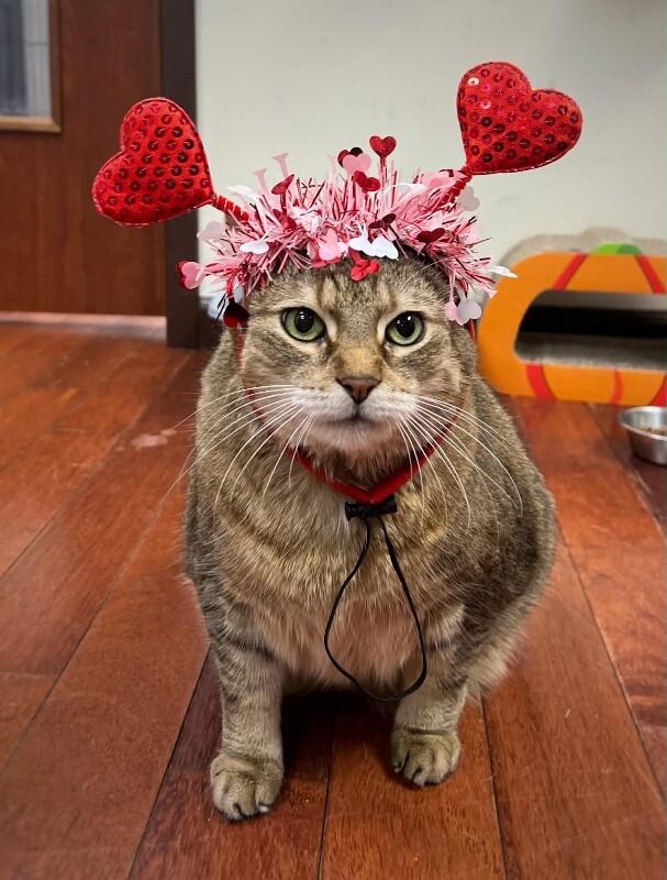 Enlarge Serenity, a Adoptable Domestic Short Hair in North Babylon, NY image 6/6