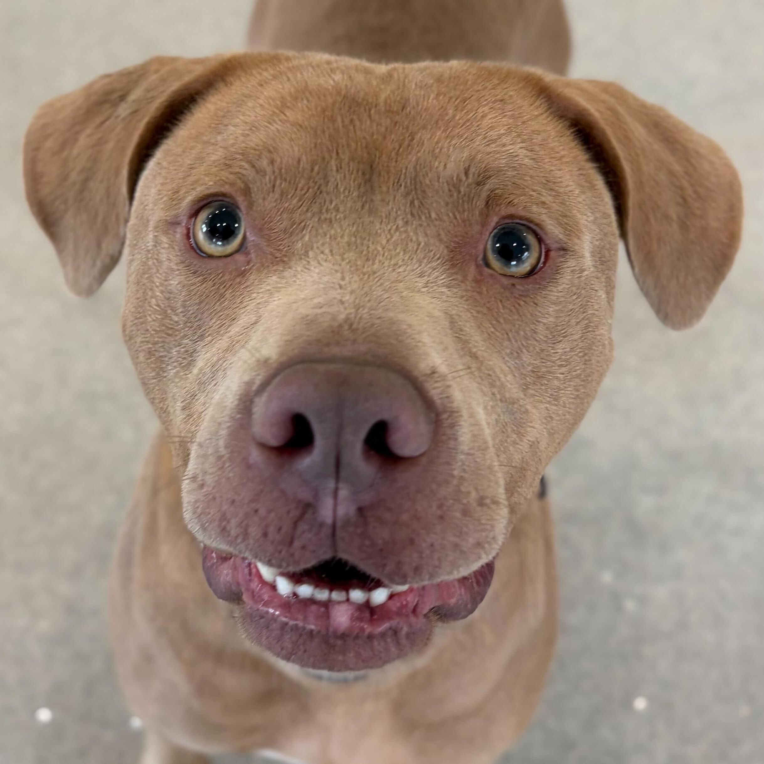 Enlarge Khidri, a ADOPTABLE Pit Bull Terrier in Jefferson, WI image 1/1