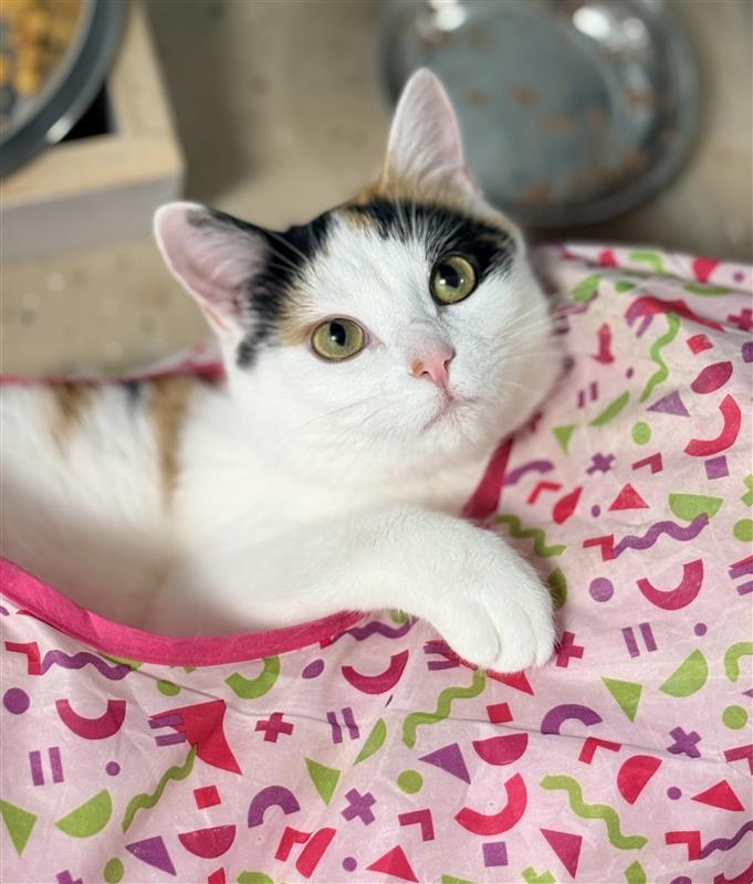 Burlie, Adoptable, Young Female Calico.