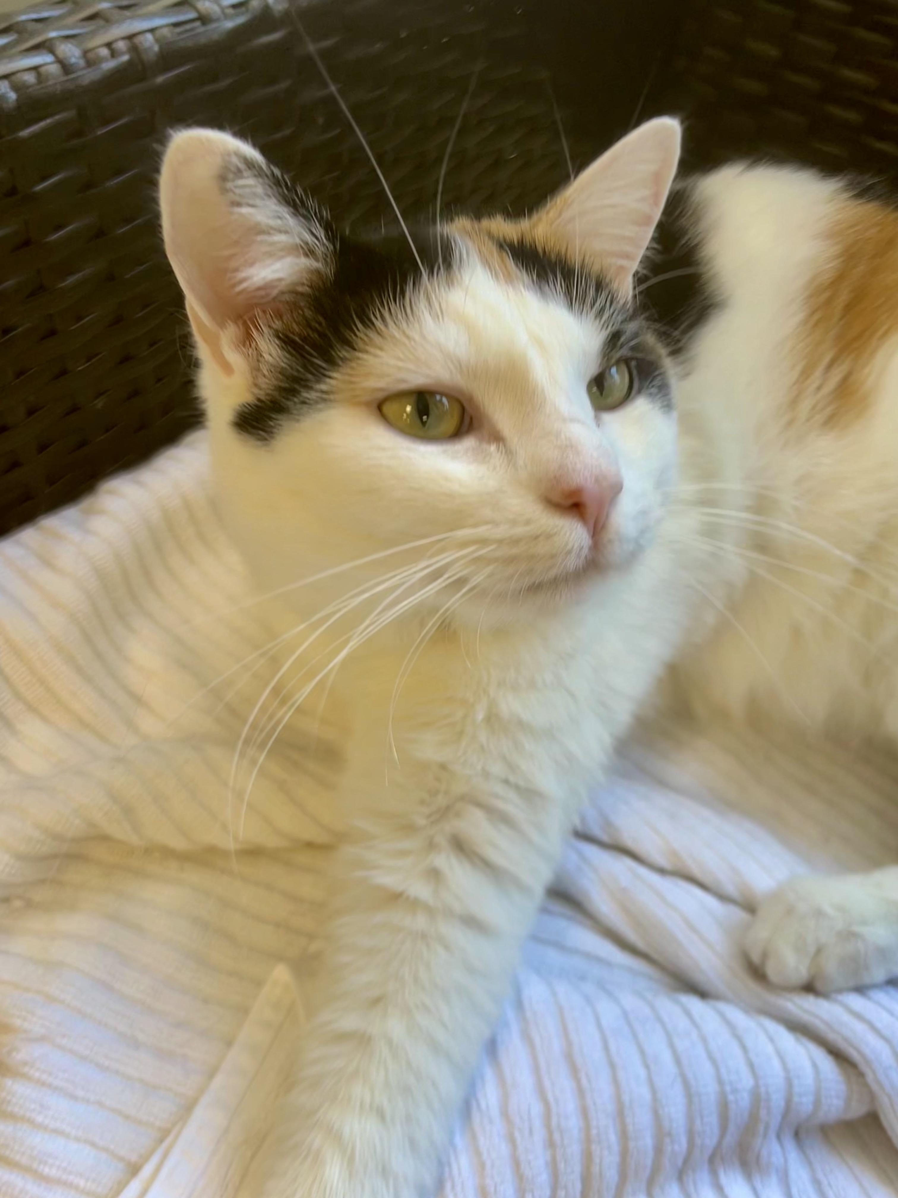 Enlarge Burlie, a Adoptable Calico in Grand Rapids, MI image 6/6