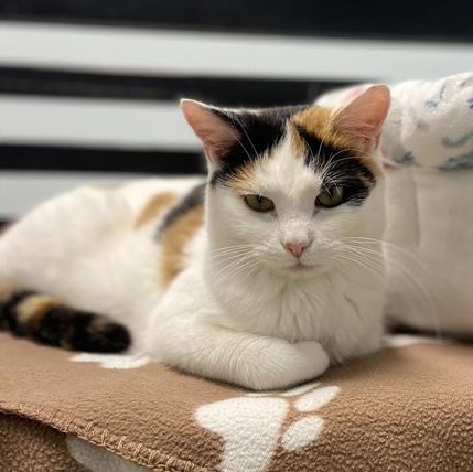 Enlarge Burlie, a Adoptable Calico in Grand Rapids, MI image 2/6