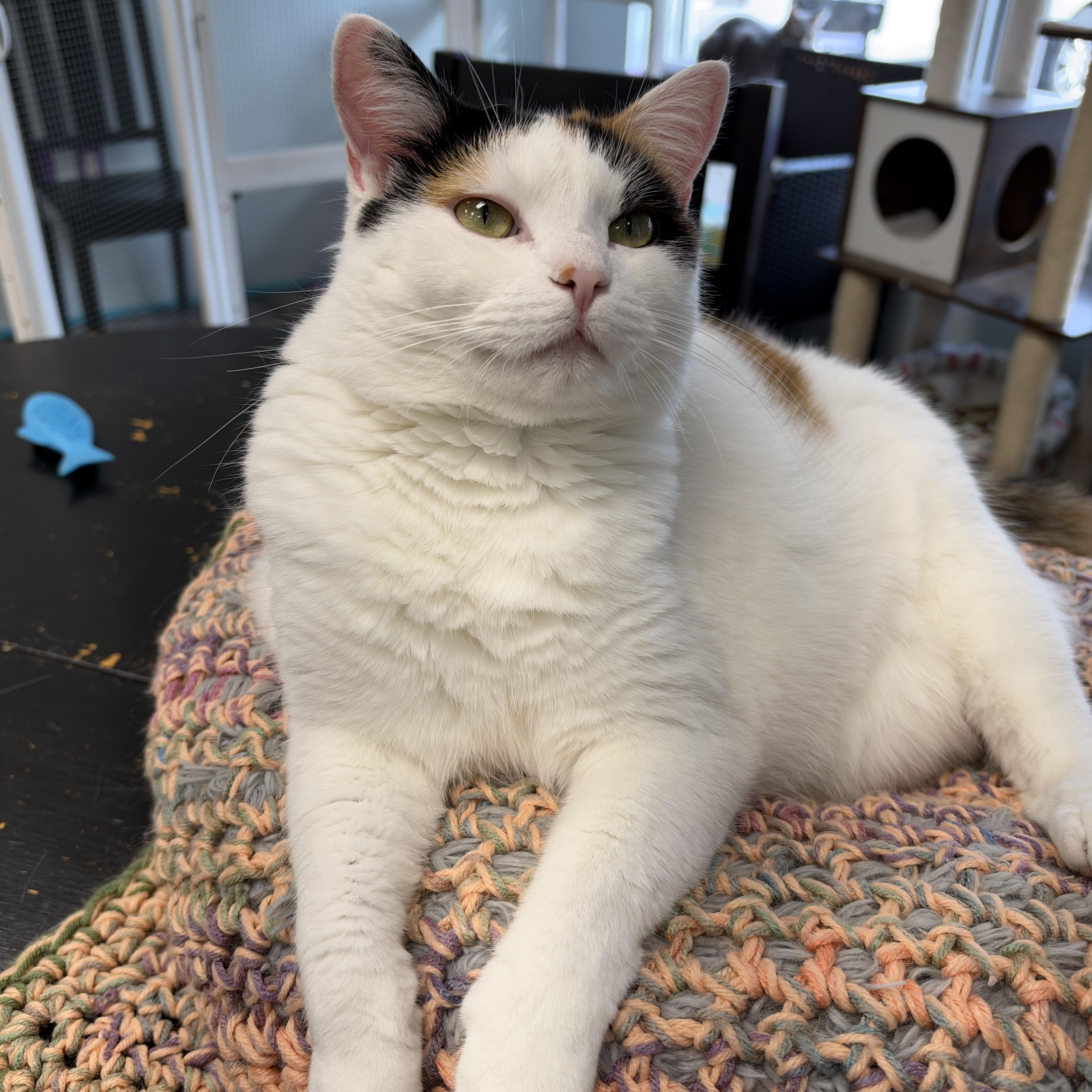 Enlarge Burlie, a Adoptable Calico in Grand Rapids, MI image 1/6