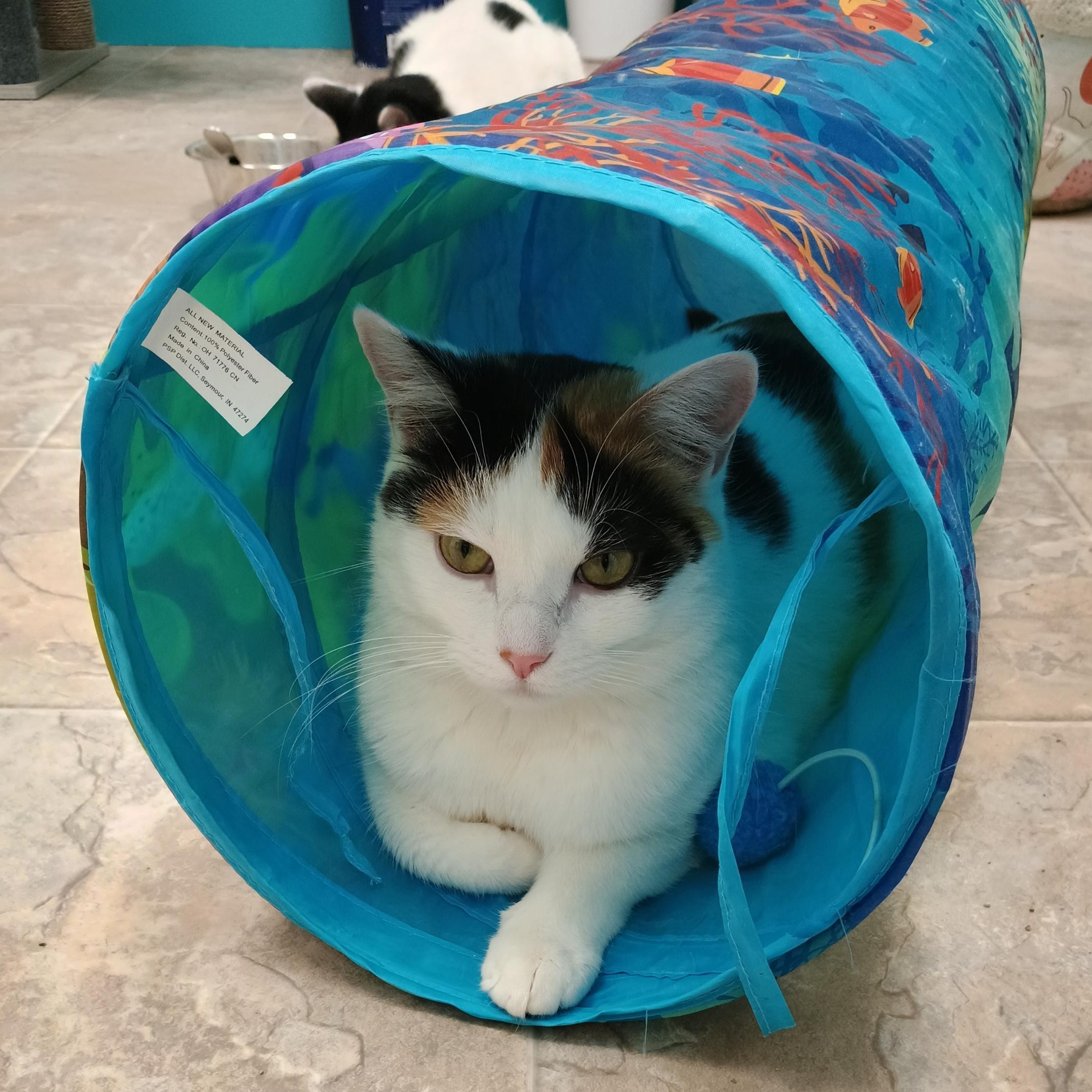 Burlie, Adoptable, Young Female Calico.